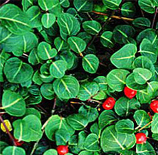 SQUAW VINE HERB SQUAW VINE HERB